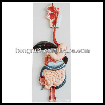 ISO 3-D Human Digestive System model